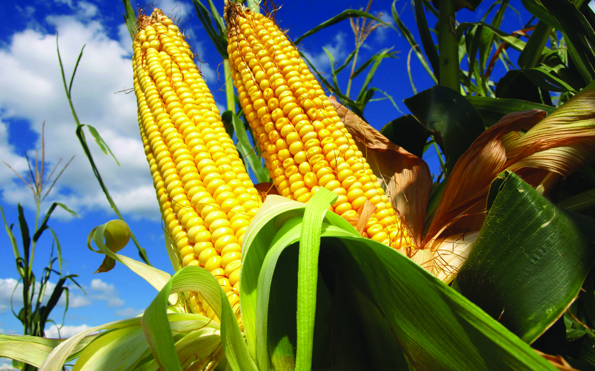 строение початка кукурузы. кукуруза примеры. сорт кукурузы майами. кукуруза примеры. семена гибрида кукурузы краснодарский.